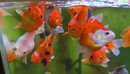 金龍魚哪種最好，金龍魚怎么養？