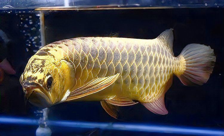 40cm金龍魚如何繁殖？