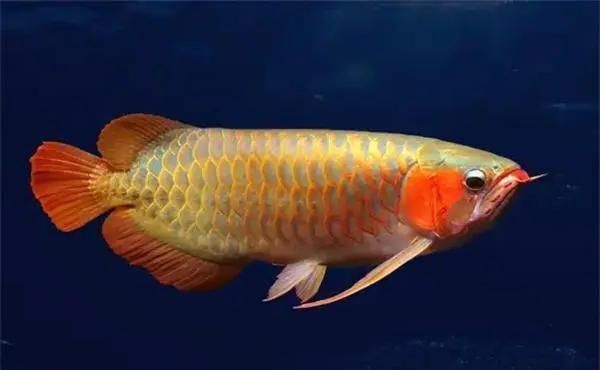 40cm金龍魚如何繁殖？