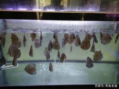 龍魚養(yǎng)多久算成年：金龍魚的成熟期因品種而異，龍魚成年時(shí)間因品種而異