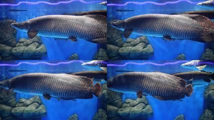 巨骨舌魚 金龍魚：巨骨舌魚和金龍魚有什么區別，巨骨舌魚和金龍魚的區別