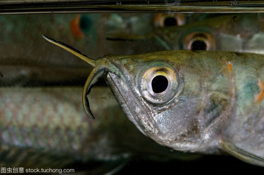 龍魚(yú)畫(huà)像，關(guān)于龍魚(yú)畫(huà)像的一些基本信息