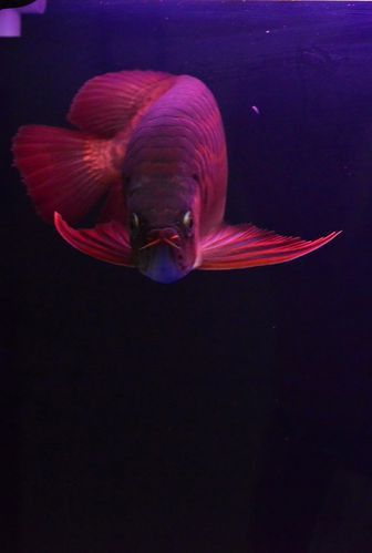 有沒有適合手機的紅龍魚壁紙？