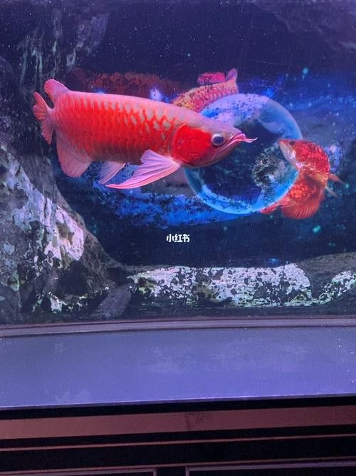 有沒有適合手機的紅龍魚壁紙？
