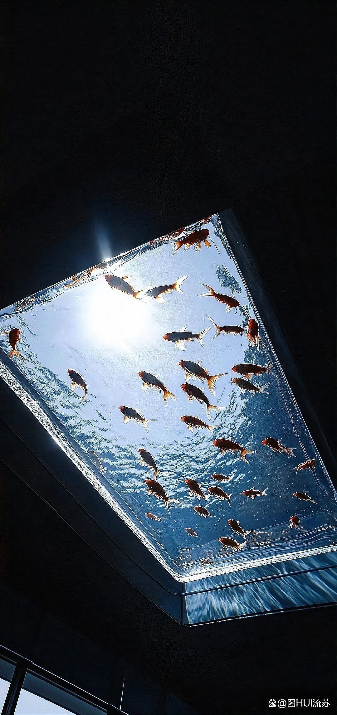 有沒有適合手機的紅龍魚壁紙？