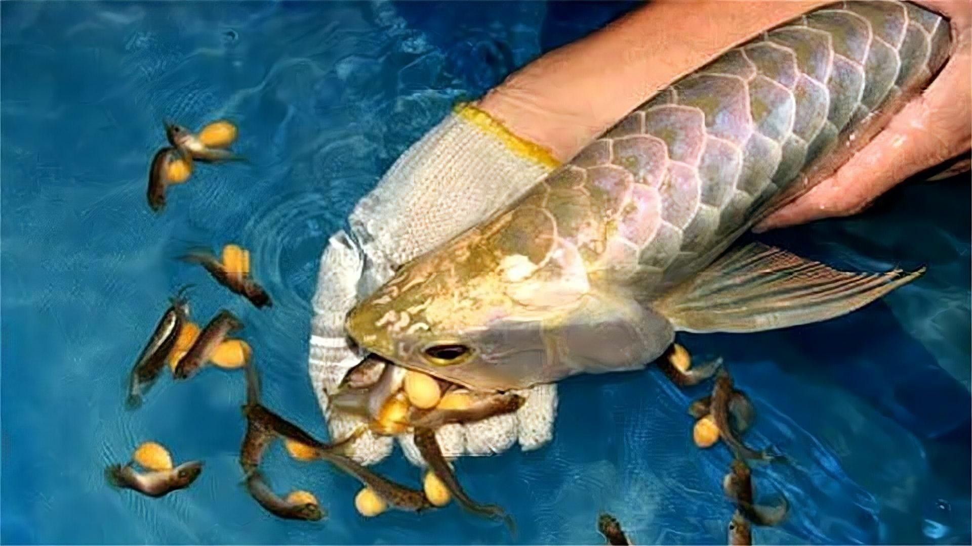 龍魚掰嘴視頻播放