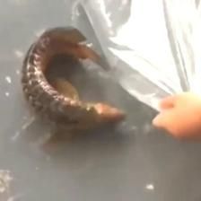 金龍魚喂小魚蝦長寄生嗎？：金龍魚喂小魚蝦長寄生嗎