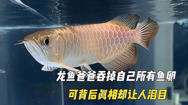 如何判斷古龍魚是否懷孕？