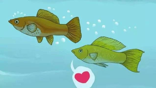 如何判斷古龍魚是否懷孕？