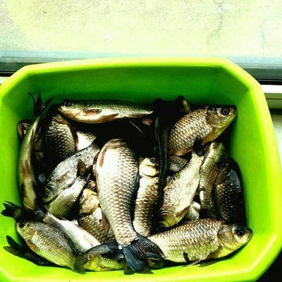 金龍魚能吃鯽魚嗎怎么喂：金龍魚不宜食用鯽魚嗎怎么喂金龍魚的喂食方法
