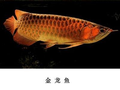 澳洲星點(diǎn)龍最小的龍魚(yú)品種是哪種最小的龍魚(yú)品種是哪種：最小的金龍魚(yú)品種是哪種？