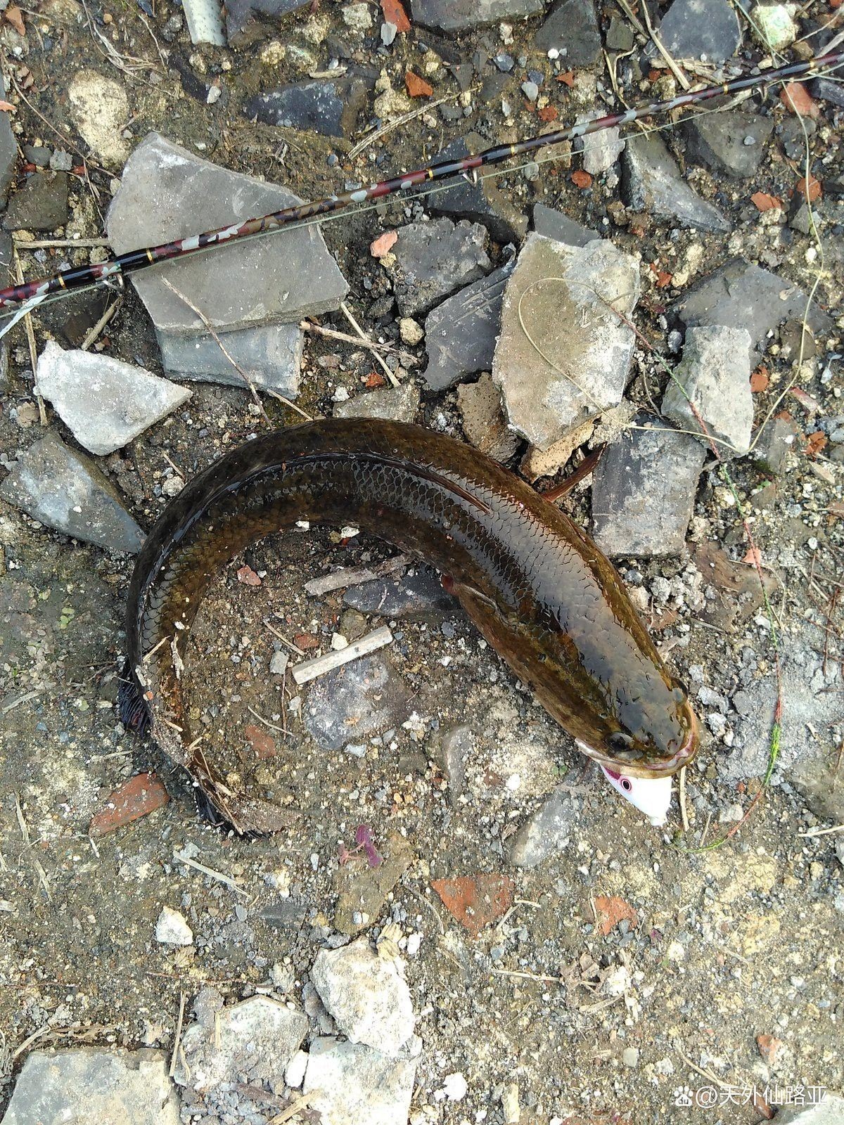 抓雷龍魚需要哪些裝備