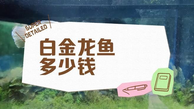 白金龍魚價格多少錢一條