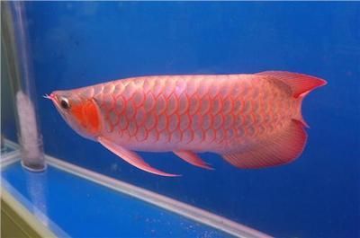 養(yǎng)金龍魚溫度多少合適啊：金龍魚的適宜水溫和飼養(yǎng)注意事項