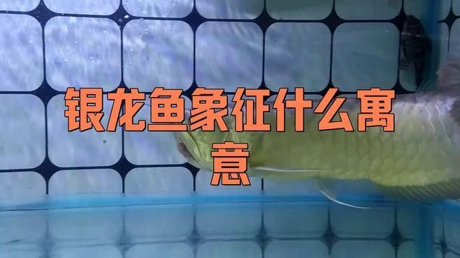 銀龍魚在中國香港、臺灣有何特殊意義？