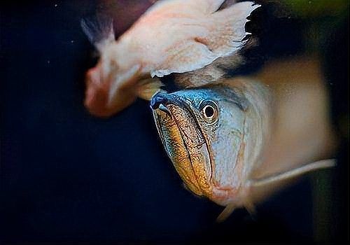 銀龍魚在中國香港、臺灣有何特殊意義？