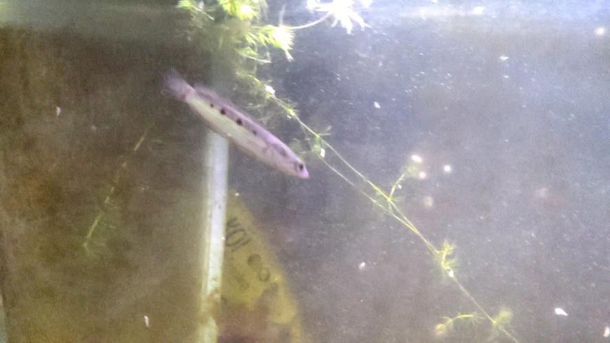 雷龍魚七彩海象圖片