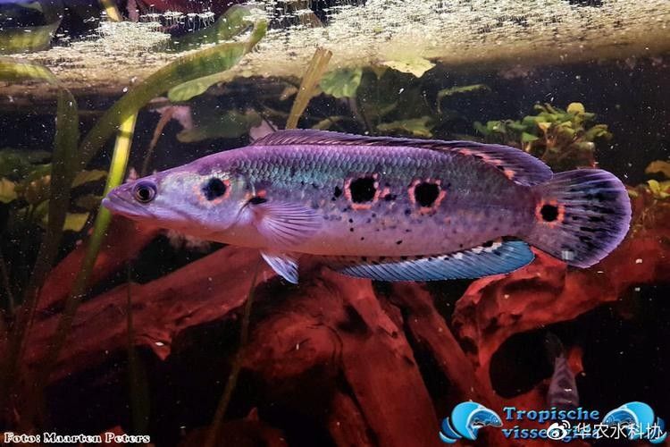 雷龍魚七彩海象圖片