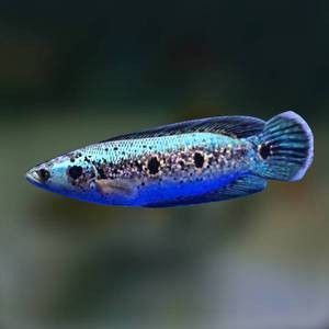 雷龍魚七彩海象圖片