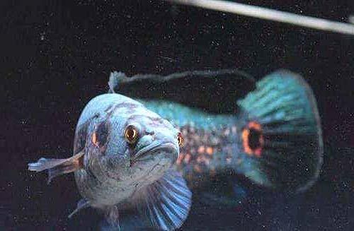 雷龍魚七彩海象圖片