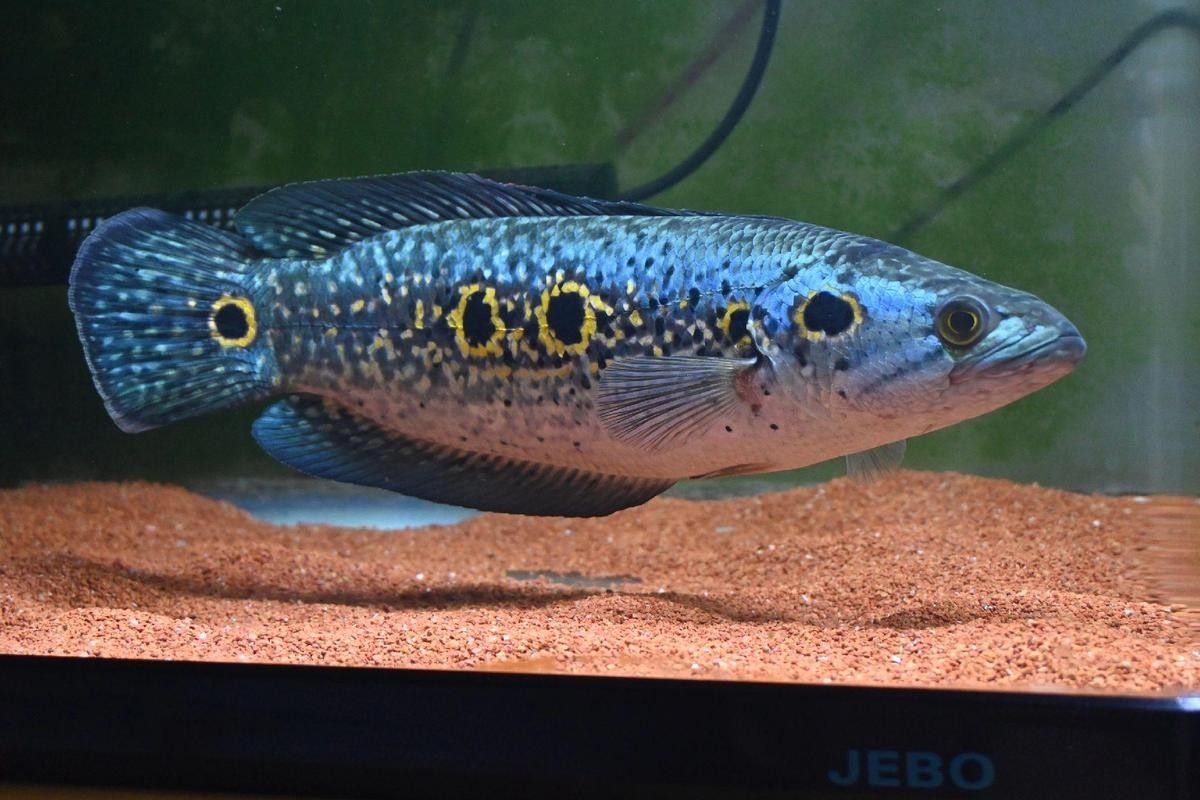 雷龍魚七彩海象圖片