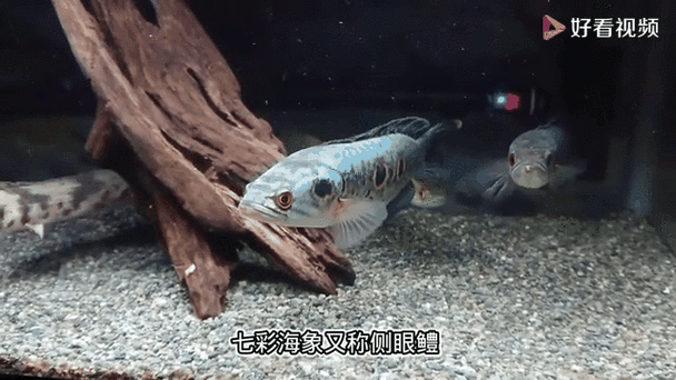 雷龍魚七彩海象圖片