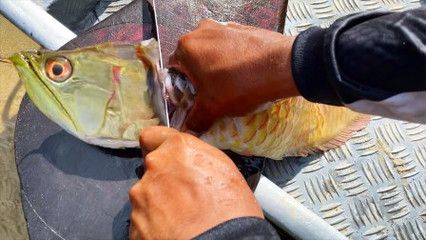 金龍魚(yú)為什么掉眼淚了：金龍魚(yú)為什么掉眼