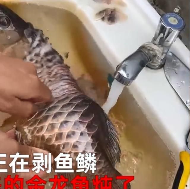 金龍魚(yú)為什么掉眼淚了：金龍魚(yú)為什么掉眼