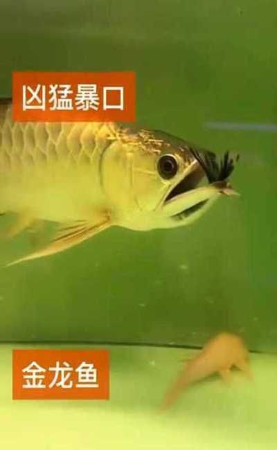 龍魚的正確飼養方法：雷龍魚吃東西卡住了會死嗎