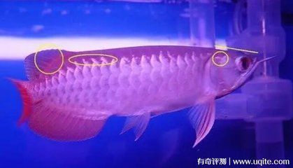 普通金龍魚價格多少一條：給定的搜索結果無法提供普通金龍魚的價格信息