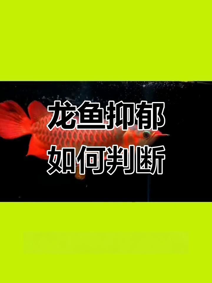 龍魚認主后咬人會有哪些表現？