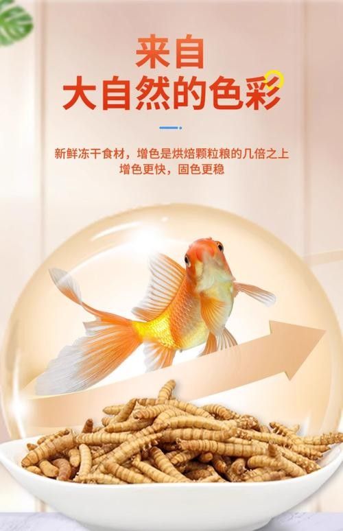 銀龍魚專用魚糧圖片大全