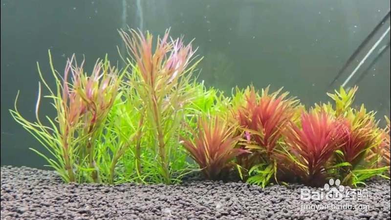 如何設置龍魚缸的水草種植區？