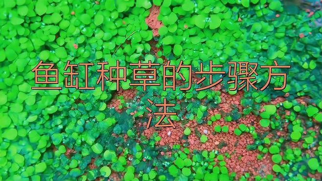 如何設置龍魚缸的水草種植區？