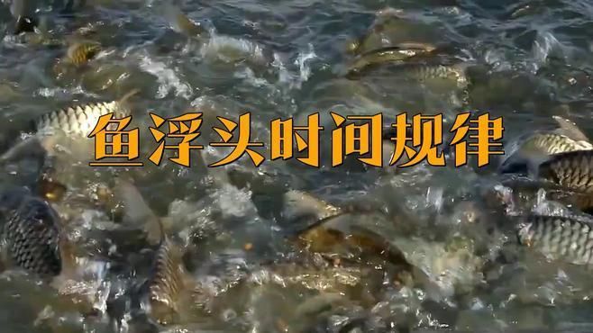 如何判斷魚類浮頭是否由缺氧引起？