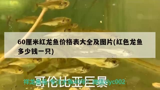 60厘米紅龍魚價格多少錢：60厘米紅龍魚價格走勢分析60厘米紅龍魚的價格是多少