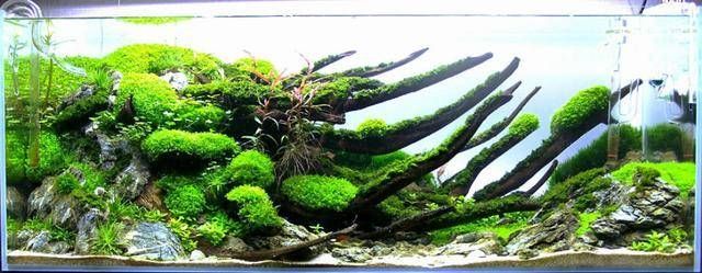 龍魚缸水草造景圖：龍魚缸養水草造景今日頭條龍魚缸水草造景技術龍魚缸水草造景圖