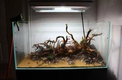龍魚缸水草造景圖：龍魚缸養水草造景今日頭條龍魚缸水草造景技術龍魚缸水草造景圖