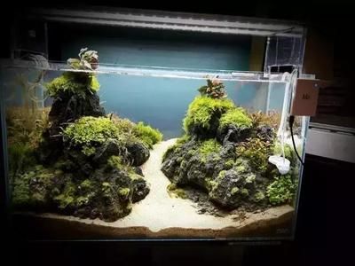 龍魚缸水草造景圖：龍魚缸養水草造景今日頭條龍魚缸水草造景技術龍魚缸水草造景圖