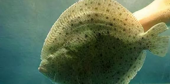 觀賞魚光照周期研究：光照周期對觀賞魚的生長、攝食、繁殖和健康有著深遠的影響