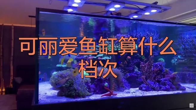 可麗愛屬于什么檔次 龍魚百科 第3張 可麗愛屬于什么檔次 可麗愛屬于什么檔次 龍魚百科 第3張