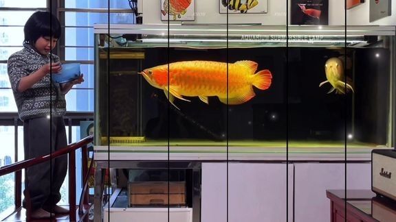 龍魚魟魚飼養(yǎng)手冊 上行龍
