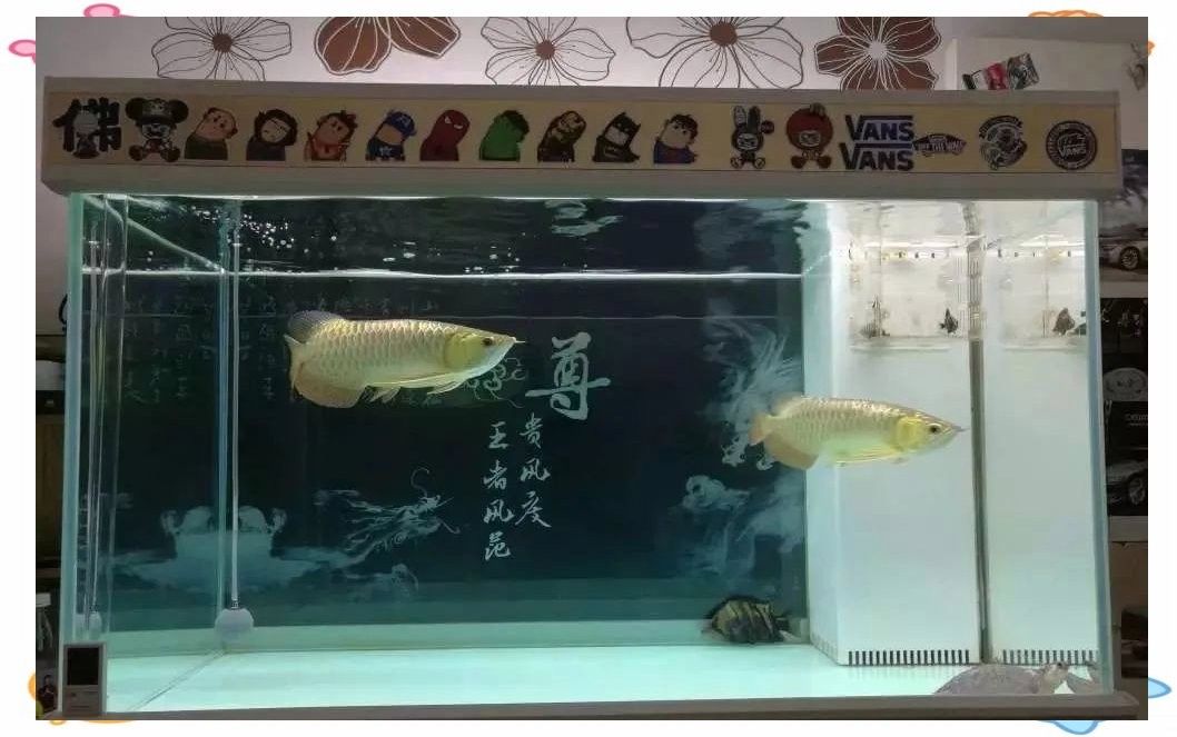 銀龍魚和虎鯊能混養(yǎng)嗎圖片對比