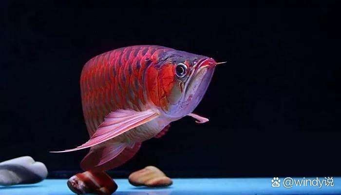 銀龍魚和虎鯊能混養(yǎng)嗎圖片對比