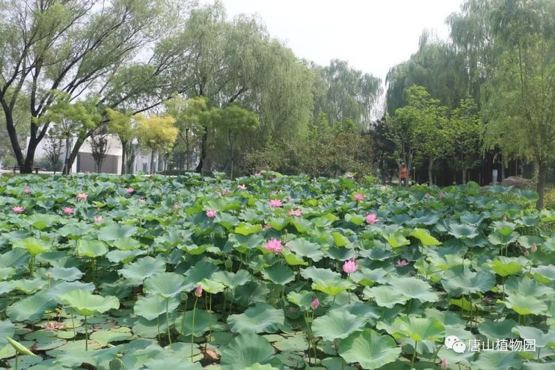 有哪些植物可以輔助降低水溫？