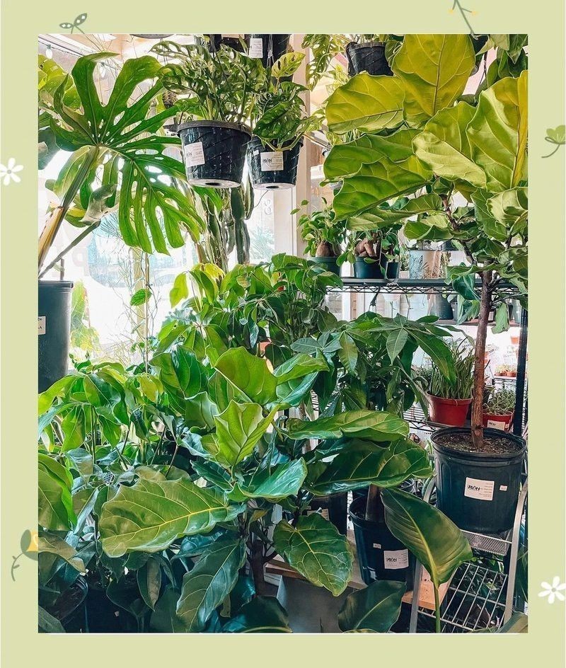 有哪些植物可以輔助降低水溫？