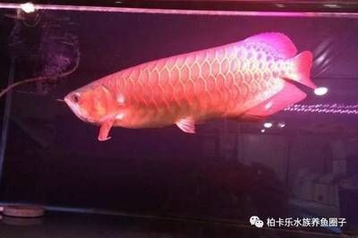 龍魚剛回來，要靜養(yǎng)多久（新入缸的龍魚適應時間）