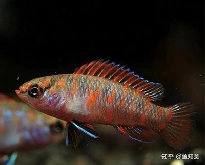 火焰變色龍魚兇嗎：火焰變色龍魚不僅溫馴，而且還非常害羞和敏感，飼養(yǎng)者應(yīng)該注意