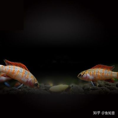 火焰變色龍魚兇嗎：火焰變色龍魚不僅溫馴，而且還非常害羞和敏感，飼養(yǎng)者應(yīng)該注意