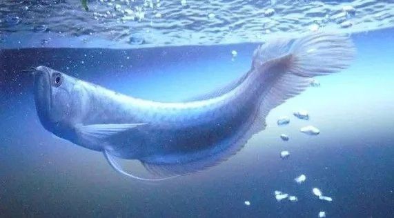 混養(yǎng)時銀龍魚受傷怎么辦